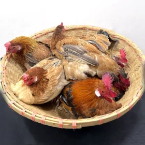দেশি মুরগির বাচ্চা