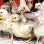 দেশি মুরগির বাচ্চা