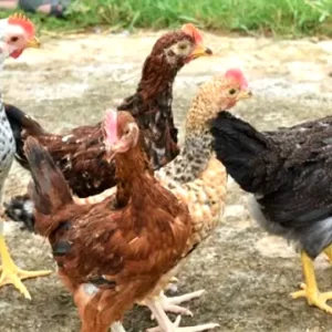 দেশি মুরগির বাচ্চা