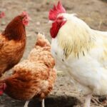 টাইগার মুরগির বাচ্চা (১ দিনের)