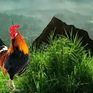 পাহাড়ি মোরগ (জীবন্ত) ২ কেজি