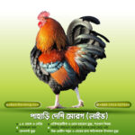 পাহাড়ি দেশি মোরগ (লাইভ)