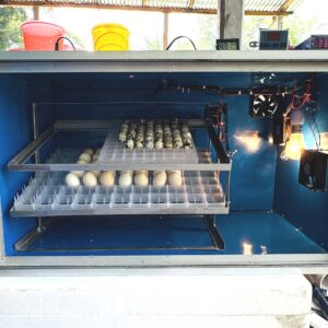 ৩৫২ ডিমের জাপানি শিট মিনি সুপার ইনকিউবেটর STC1000 এসি ও ৩০০১ ডিসি কন্ট্রোলার