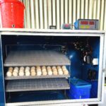 ৪৪০ ডিমের জাপানি শিট মিনি সুপার ইনকিউবেটর XM-18(Single Circuit) এসি ও ৩০০১ ডিসি কন্ট্রোলার